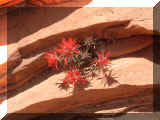 210425_fleur01.jpg (173701 octets)