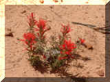 210426_fleur02.jpg (216919 octets)