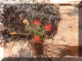 210427_fleur03.jpg (311933 octets)