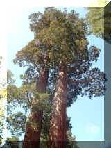 240401_sequoia.jpg (238118 octets)