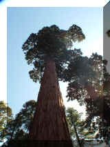 240404_sequoia.jpg (171776 octets)