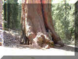 240405_sequoia.jpg (243894 octets)