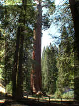 240406_sequoia.jpg (281538 octets)