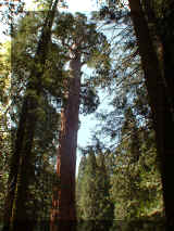 240407_sequoia.jpg (284918 octets)