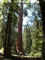 240408_sequoia.jpg (298458 octets)