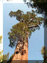240409_sequoia.jpg (196369 octets)