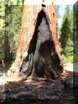 240410_sequoia.jpg (263919 octets)