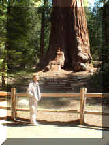 240411_sequoia.jpg (214956 octets)