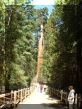240412_sequoia.jpg (259090 octets)